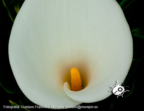 Gustavo Morejón: Fotografías en la categoría Fotografías de la flora de la ciudad de Cuenca, Ecuador.