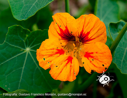 Gustavo Morejón: Fotografías en la categoría Fotografías de la flora de la ciudad de Cuenca, Ecuador.