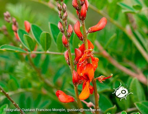 Gustavo Morejón: Fotografías en la categoría Fotografías de la flora de la ciudad de Cuenca, Ecuador.