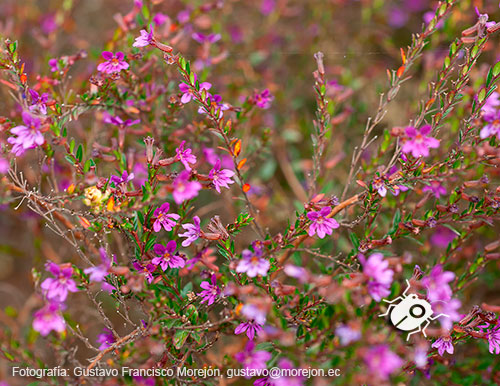 Gustavo Morejón: Fotografías en la categoría Fotografías de la flora de la ciudad de Cuenca, Ecuador.