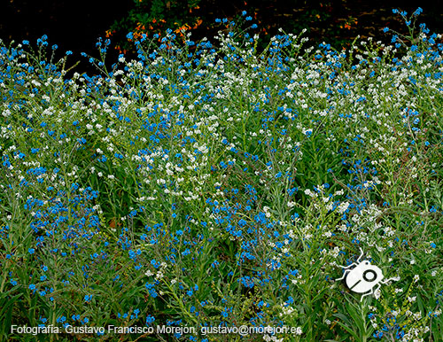 Gustavo Morejón: Fotografías en la categoría Fotografías de la flora de la ciudad de Cuenca, Ecuador.