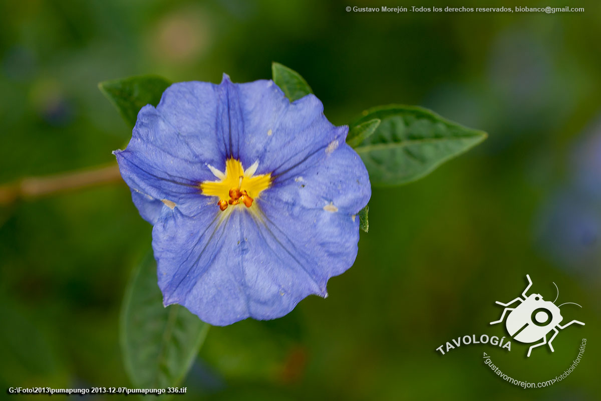 Solano de Flor Azul