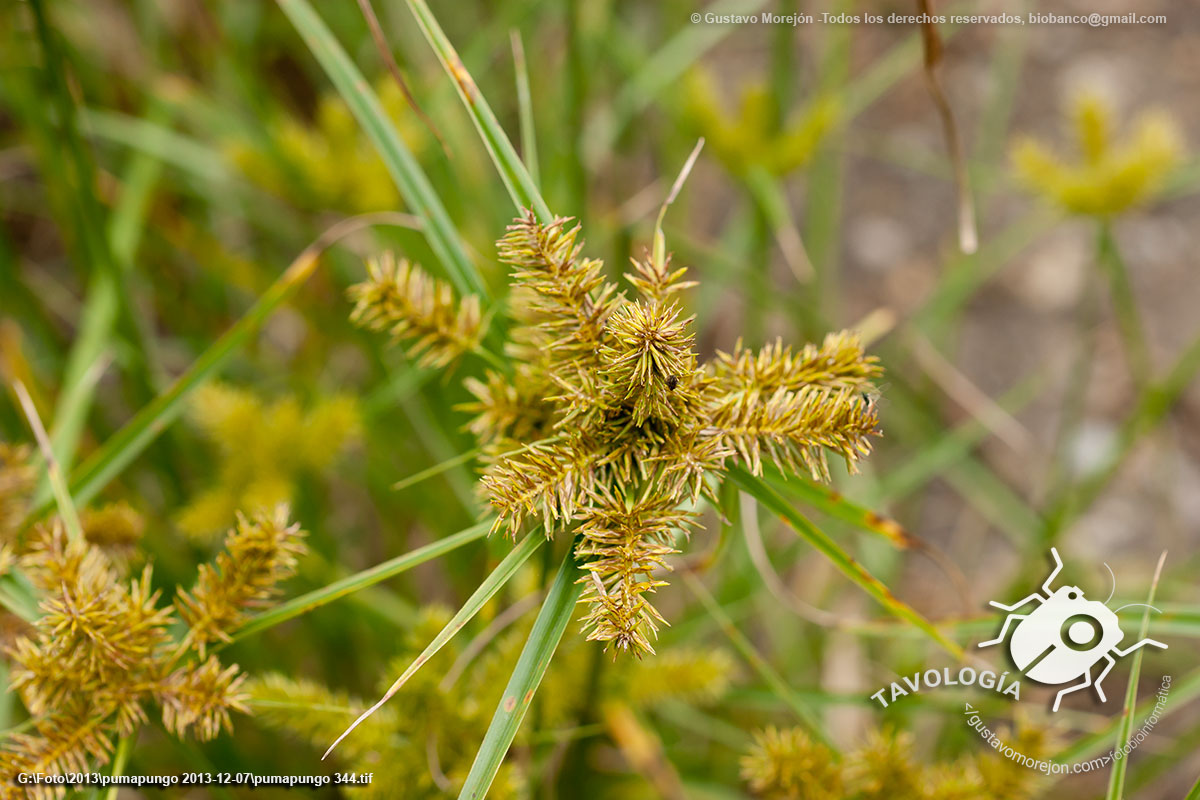 Juncia Avellanada