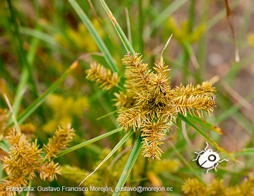 Gustavo Morejón: Fotografías en la categoría Fotografías de la flora de la ciudad de Cuenca, Ecuador.