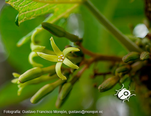 Gustavo Morejón: Fotografías en la categoría Fotografías de la flora de la ciudad de Cuenca, Ecuador.