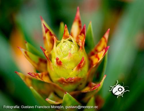 Gustavo Morejón: Fotografías en la categoría Fotografías de la flora de la ciudad de Cuenca, Ecuador.