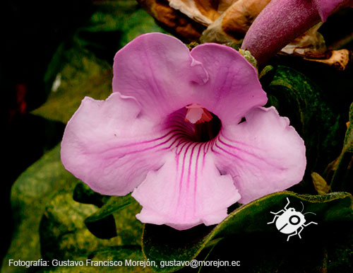 Gustavo Morejón: Fotografías en la categoría Fotografías de la flora de la ciudad de Cuenca, Ecuador.