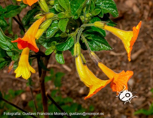 Gustavo Morejón: Fotografías en la categoría Fotografías de la flora de la ciudad de Cuenca, Ecuador.