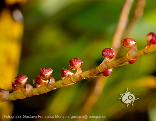 Gustavo Morejón: Fotografías en la categoría Fotografías de la flora de la ciudad de Cuenca, Ecuador.