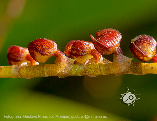 Gustavo Morejón: Fotografías en la categoría Fotografías de la flora de la ciudad de Cuenca, Ecuador.