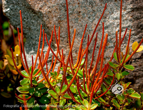 Gustavo Morejón: Fotografías en la categoría Fotografías de la flora de la ciudad de Cuenca, Ecuador.