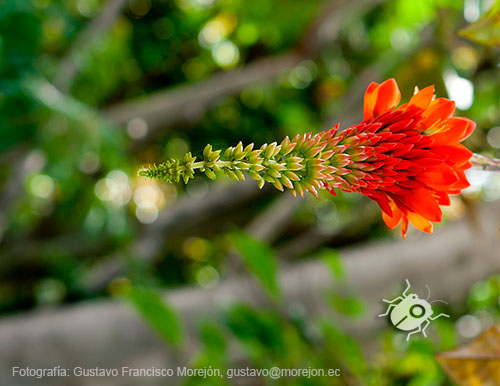 Gustavo Morejón: Fotografías en la categoría Fotografías de la flora de la ciudad de Cuenca, Ecuador.