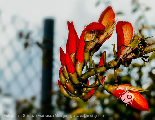 Gustavo Morejón: Fotografías en la categoría Fotografías de la flora de la ciudad de Cuenca, Ecuador.