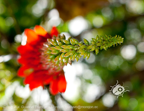 Gustavo Morejón: Fotografías en la categoría Fotografías de la flora de la ciudad de Cuenca, Ecuador.