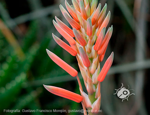 Gustavo Morejón: Fotografías en la categoría Fotografías de la flora de la ciudad de Cuenca, Ecuador.