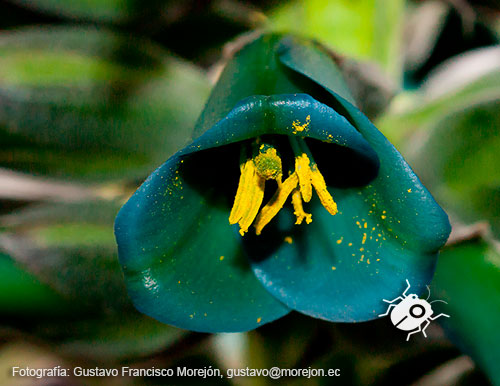 Gustavo Morejón: Fotografías en la categoría Fotografías de la flora de la ciudad de Cuenca, Ecuador.