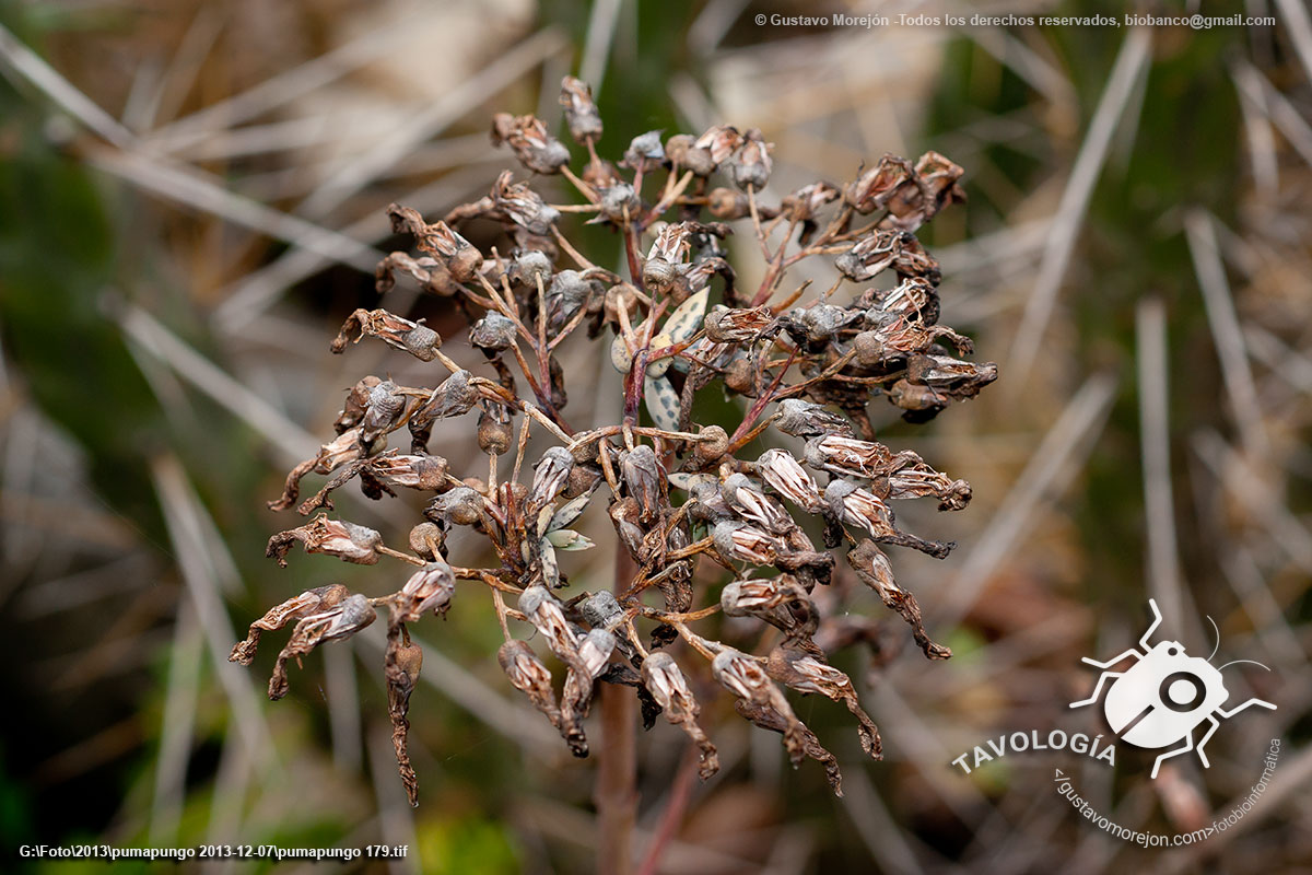 Kalanchoe Híbrido de Madagascar (semillas)