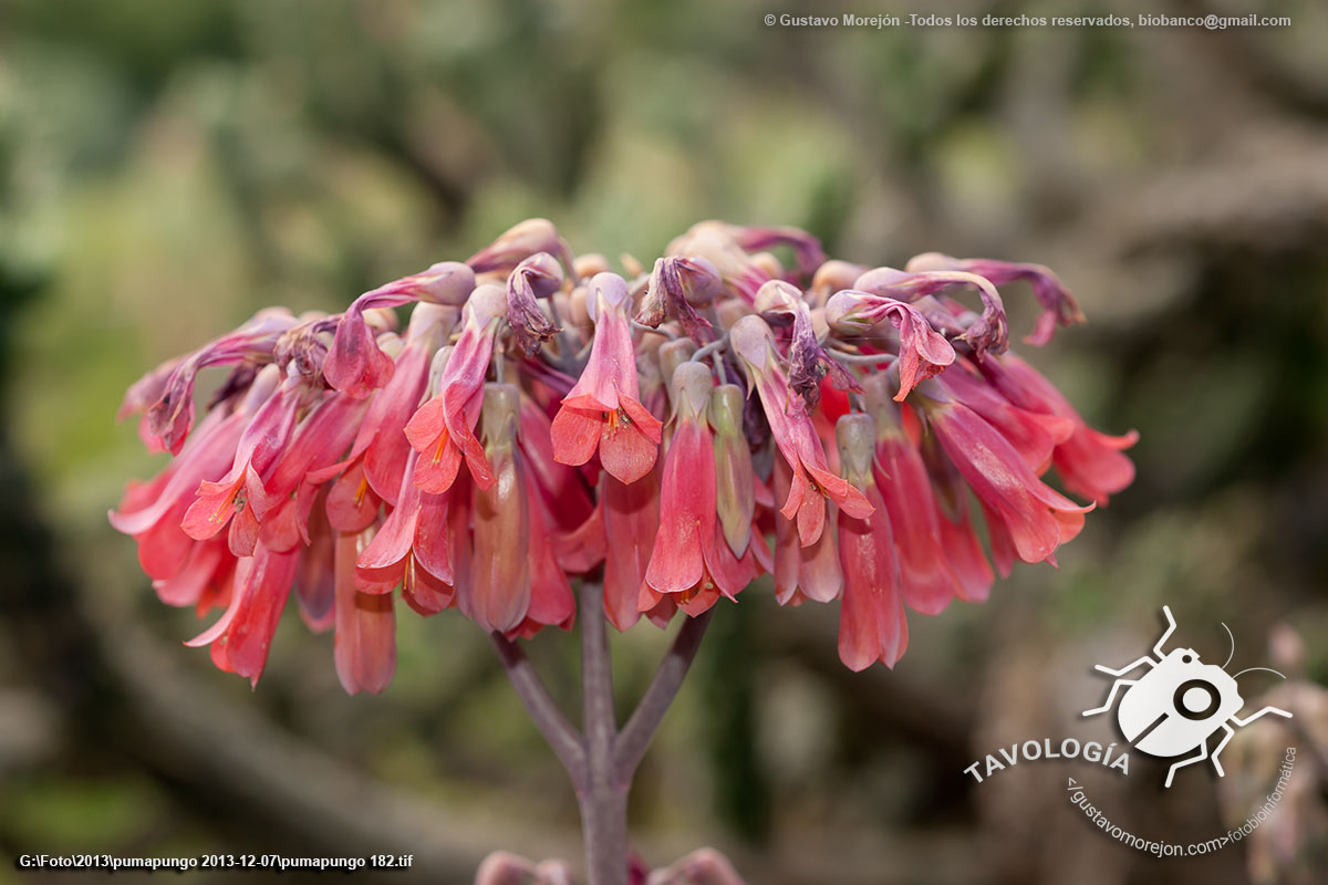 Kalanchoe Híbrido de Madagascar (flores)