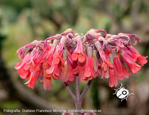 Gustavo Morejón: Fotografías en la categoría Fotografías de la flora de la ciudad de Cuenca, Ecuador.