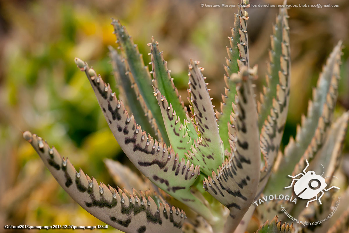 Kalanchoe Híbrido de Madagascar (hojas)