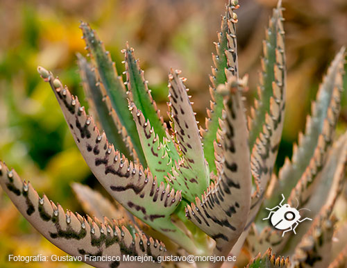 Gustavo Morejón: Fotografías en la categoría Fotografías de la flora de la ciudad de Cuenca, Ecuador.