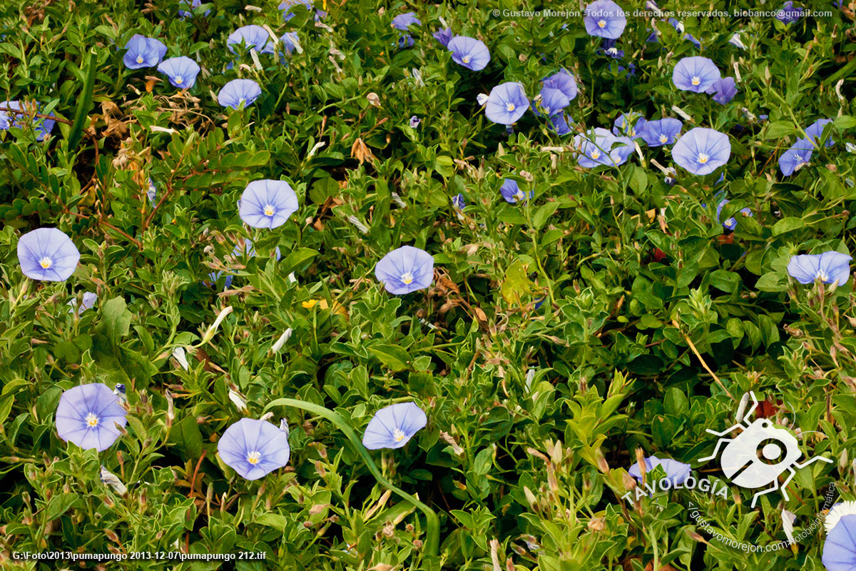 Linterna o Campanilla Azul