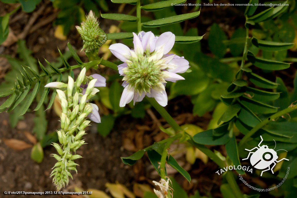 Alfalfa Gallega