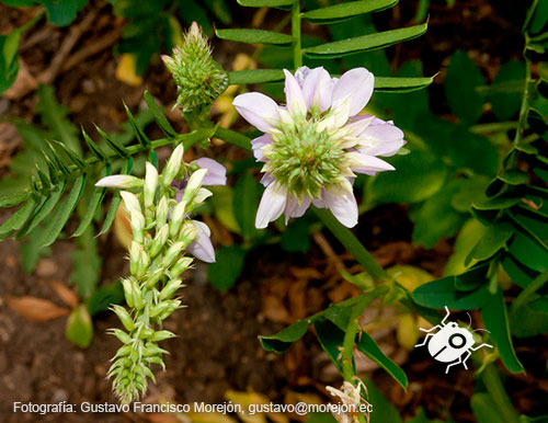 Gustavo Morejón: Fotografías en la categoría Fotografías de la flora de la ciudad de Cuenca, Ecuador.