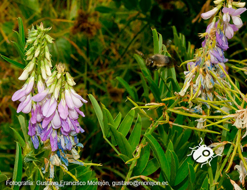 Gustavo Morejón: Fotografías en la categoría Fotografías de la flora de la ciudad de Cuenca, Ecuador.