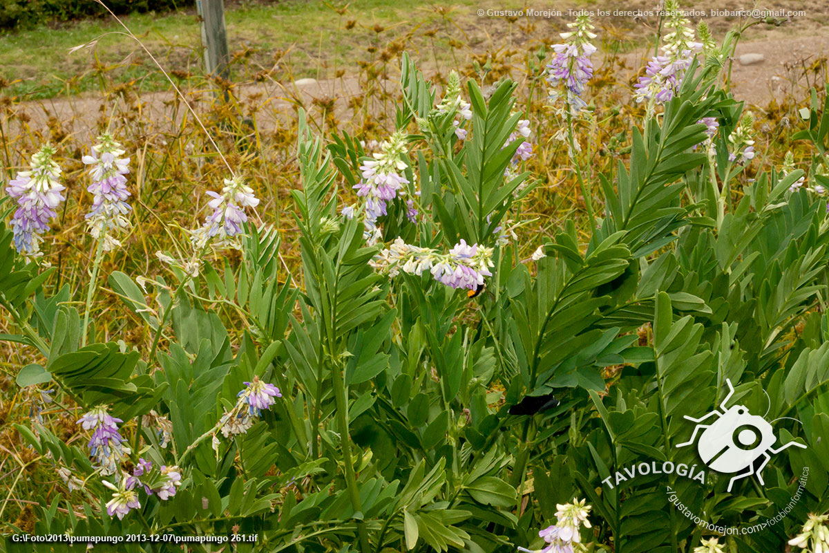 Alfalfa Gallega