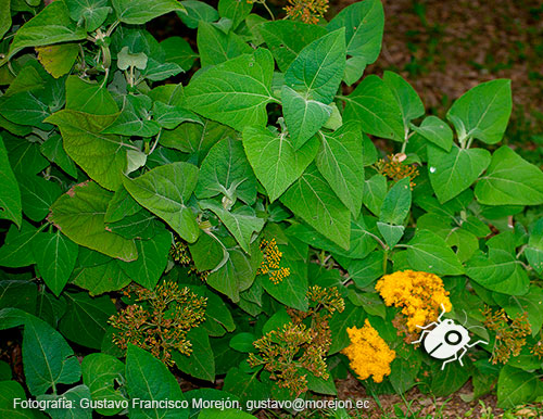 Gustavo Morejón: Fotografías en la categoría Fotografías de la flora de la ciudad de Cuenca, Ecuador.