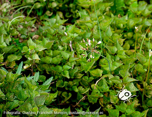 Gustavo Morejón: Fotografías en la categoría Fotografías de la flora de la ciudad de Cuenca, Ecuador.