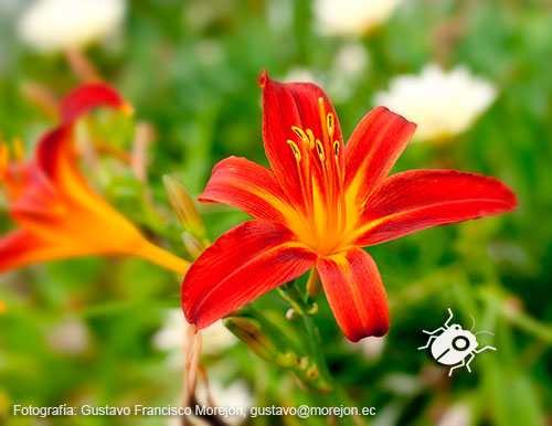 Gustavo Morejón: Fotografías en la categoría Fotografías de la flora de la ciudad de Cuenca, Ecuador.