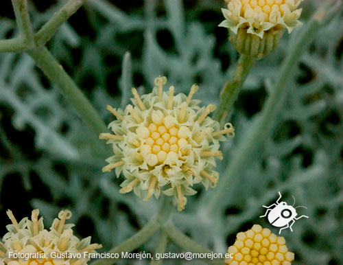 Gustavo Morejón: Fotografías en la categoría Fotografías de la flora de la ciudad de Cuenca, Ecuador.