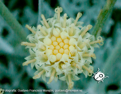 Gustavo Morejón: Fotografías en la categoría Fotografías de la flora de la ciudad de Cuenca, Ecuador.