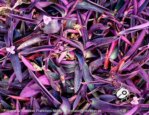 Gustavo Morejón: Fotografías en la categoría Fotografías de la flora de la ciudad de Cuenca, Ecuador.