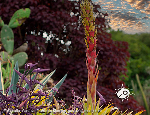 Gustavo Morejón: Fotografías en la categoría Fotografías de la flora de la ciudad de Cuenca, Ecuador.