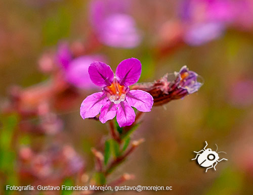 Gustavo Morejón: Fotografías en la categoría Fotografías de la flora de la ciudad de Cuenca, Ecuador.