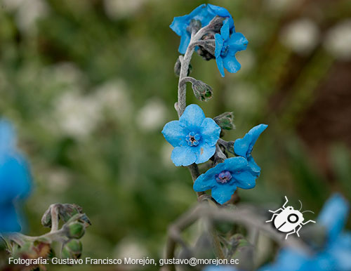 Gustavo Morejón: Fotografías en la categoría Fotografías de la flora de la ciudad de Cuenca, Ecuador.