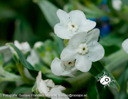 Gustavo Morejón: Fotografías en la categoría Fotografías de la flora de la ciudad de Cuenca, Ecuador.