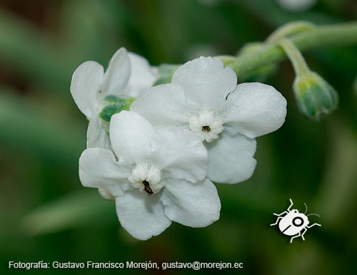 Gustavo Morejón: Fotografías en la categoría Fotografías de la flora de la ciudad de Cuenca, Ecuador.