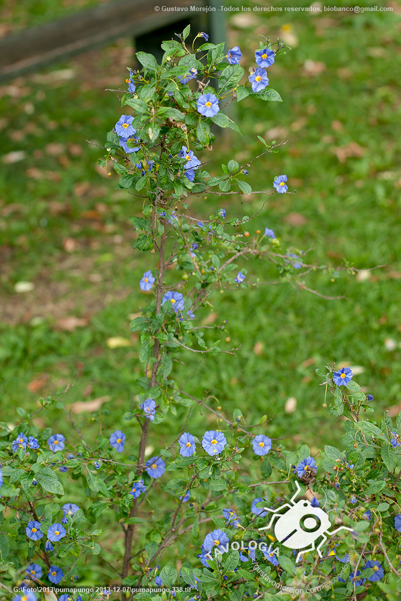 Solano de Flor Azul