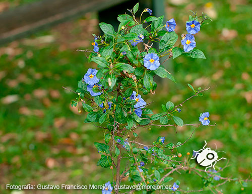 Gustavo Morejón: Fotografías en la categoría Fotografías de la flora de la ciudad de Cuenca, Ecuador.