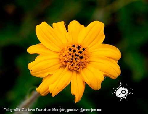 Gustavo Morejón: Fotografías en la categoría Fotografías de la flora de la ciudad de Cuenca, Ecuador.