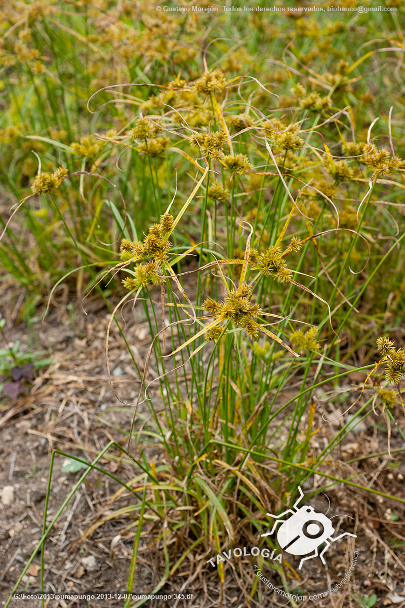 Juncia Avellanada