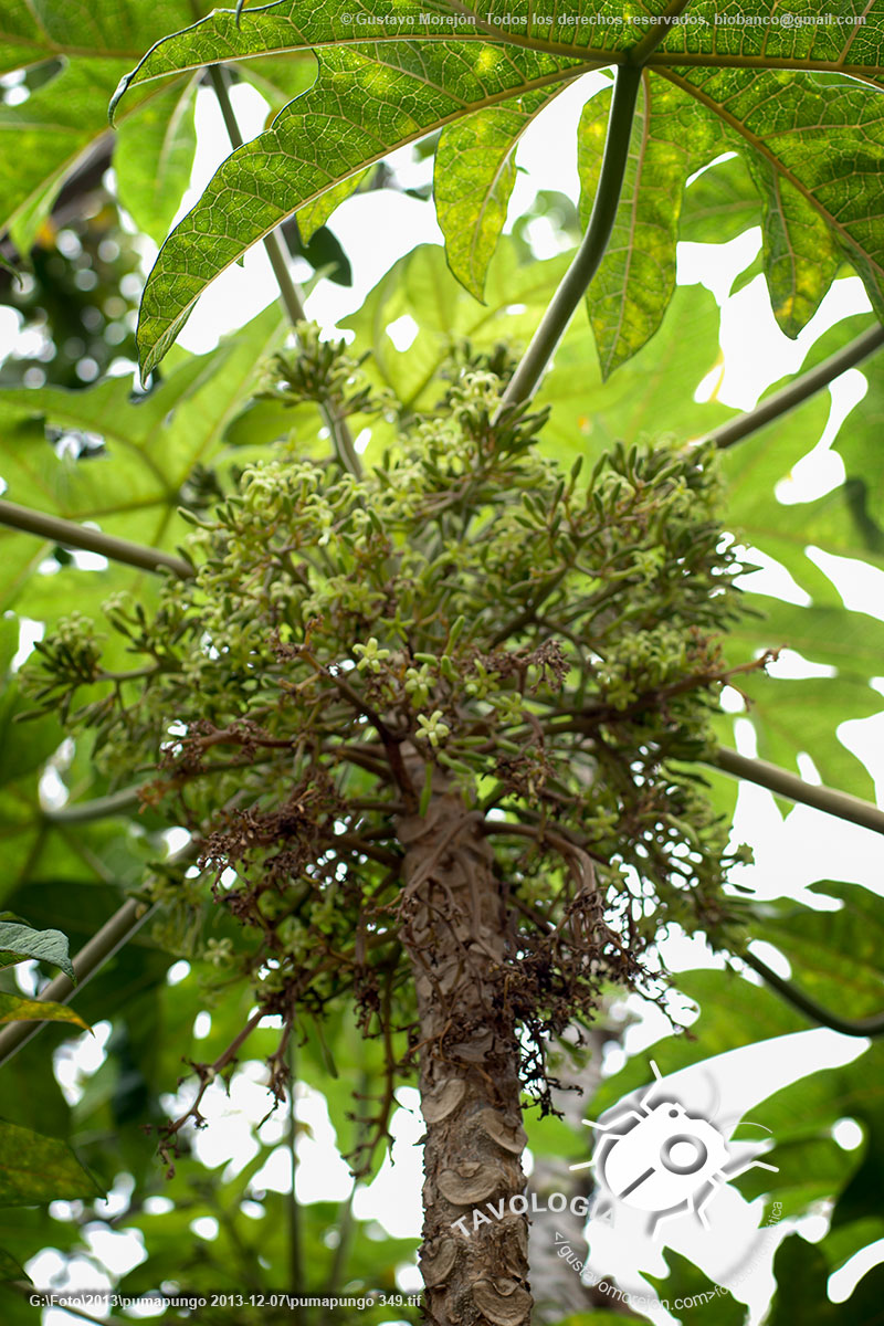 Chamburo o Papayuelo