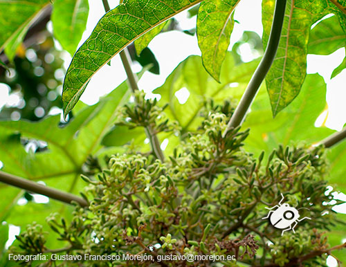 Gustavo Morejón: Fotografías en la categoría Fotografías de la flora de la ciudad de Cuenca, Ecuador.