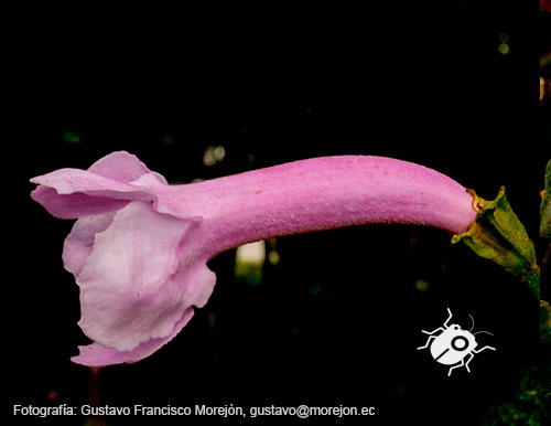 Gustavo Morejón: Fotografías en la categoría Fotografías de la flora de la ciudad de Cuenca, Ecuador.