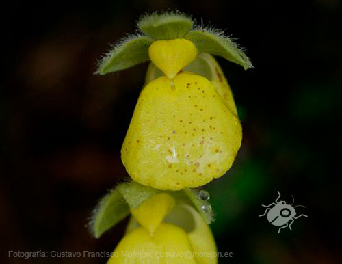 Gustavo Morejón: Fotografías en la categoría Fotografías de la Flora de la provincia del Azuay, en Ecuador.