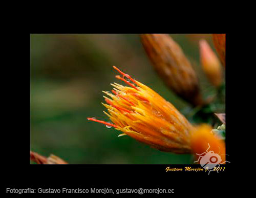 Gustavo Morejón: Fotografías en la categoría Fotografías de la Flora de la provincia del Azuay, en Ecuador.